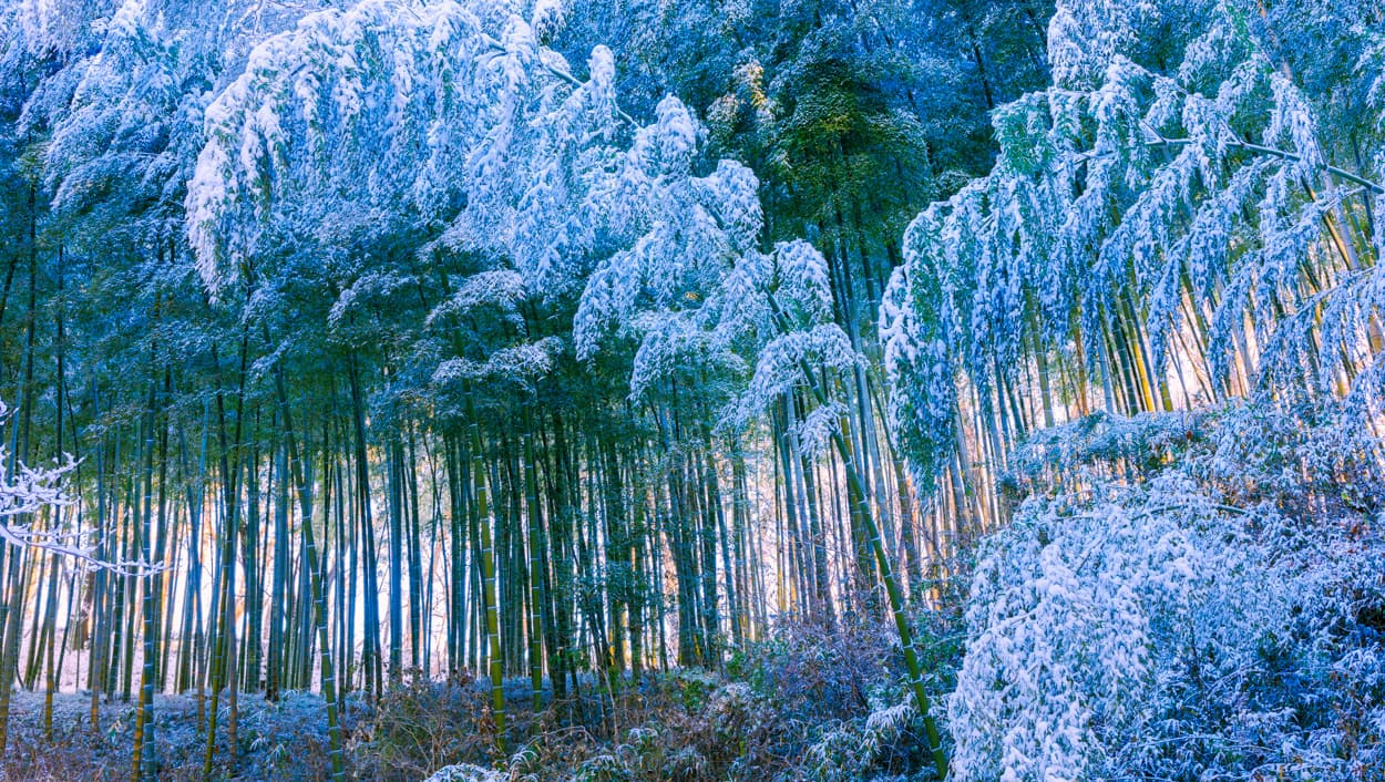 竹林の雪景色