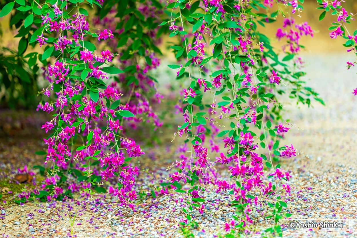 萩の花