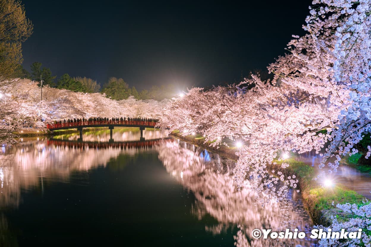 夜桜
