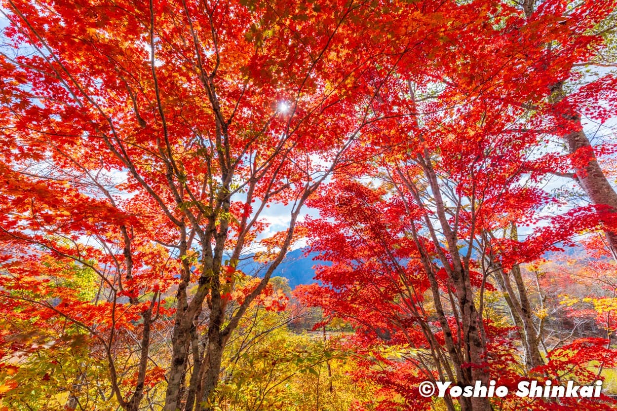 観音沼の紅葉