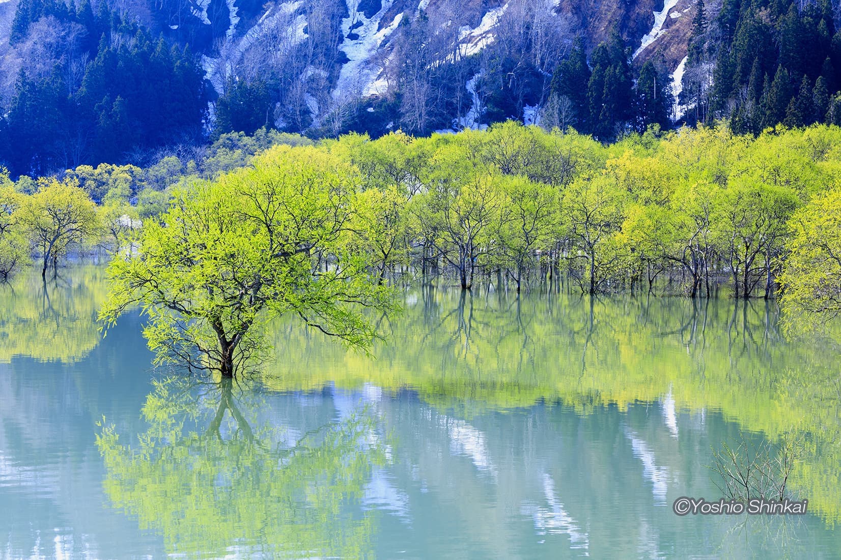水没林